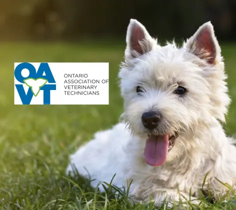 A dog laying on the grass OAVT logo